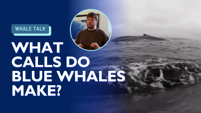 text: "what calls do blue whales make?"