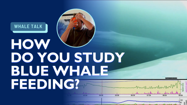 how do you study blue whale feeding