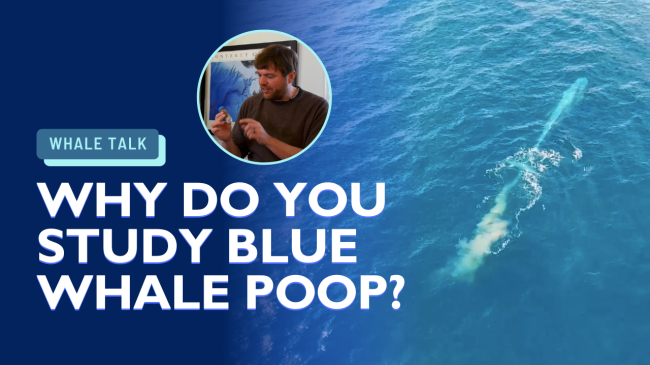 why do you study blue whale poop?