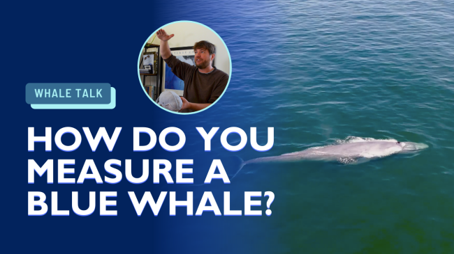 how do you measure a blue whale