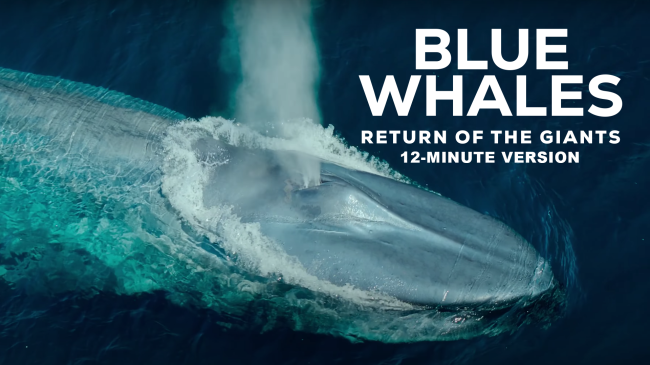 blue whale title card