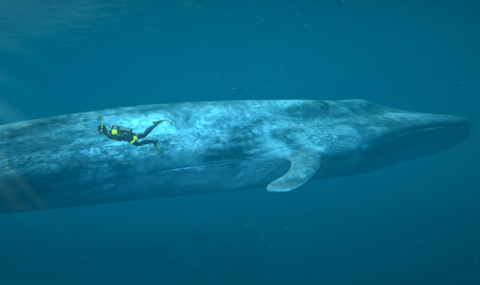 scuba diver swimming next to a huge whale
